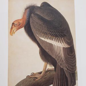 California Condor by J. J. Audubon
